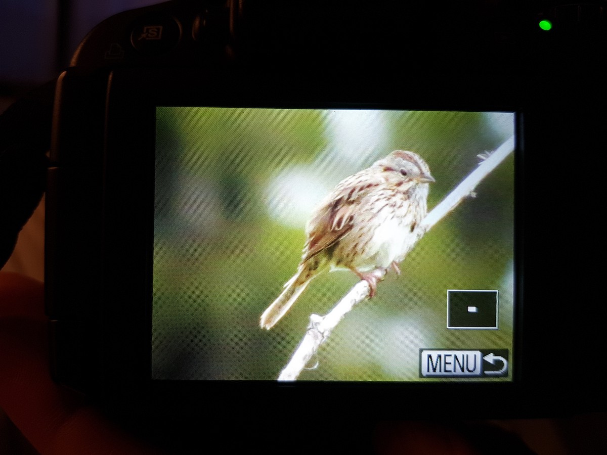 Lincoln's Sparrow - ML164537561