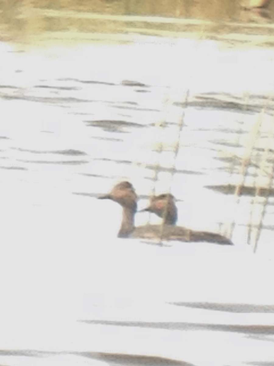 Eared Grebe - ML164537931