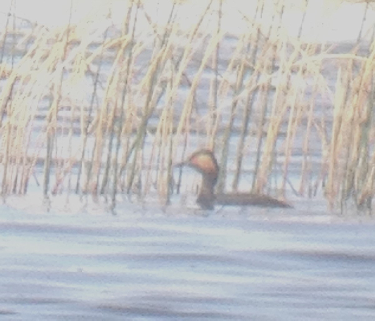 Eared Grebe - ML164537941