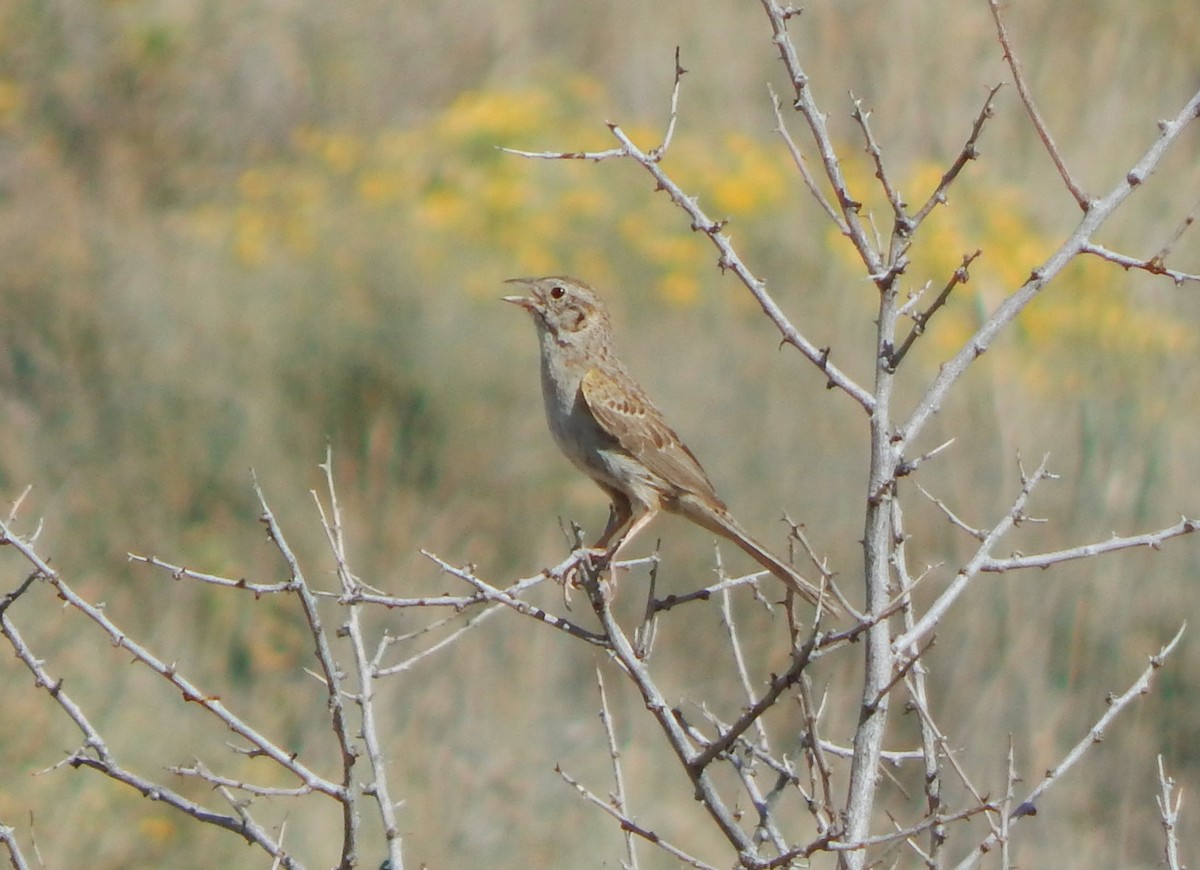 Cassin's Sparrow - ML164538531