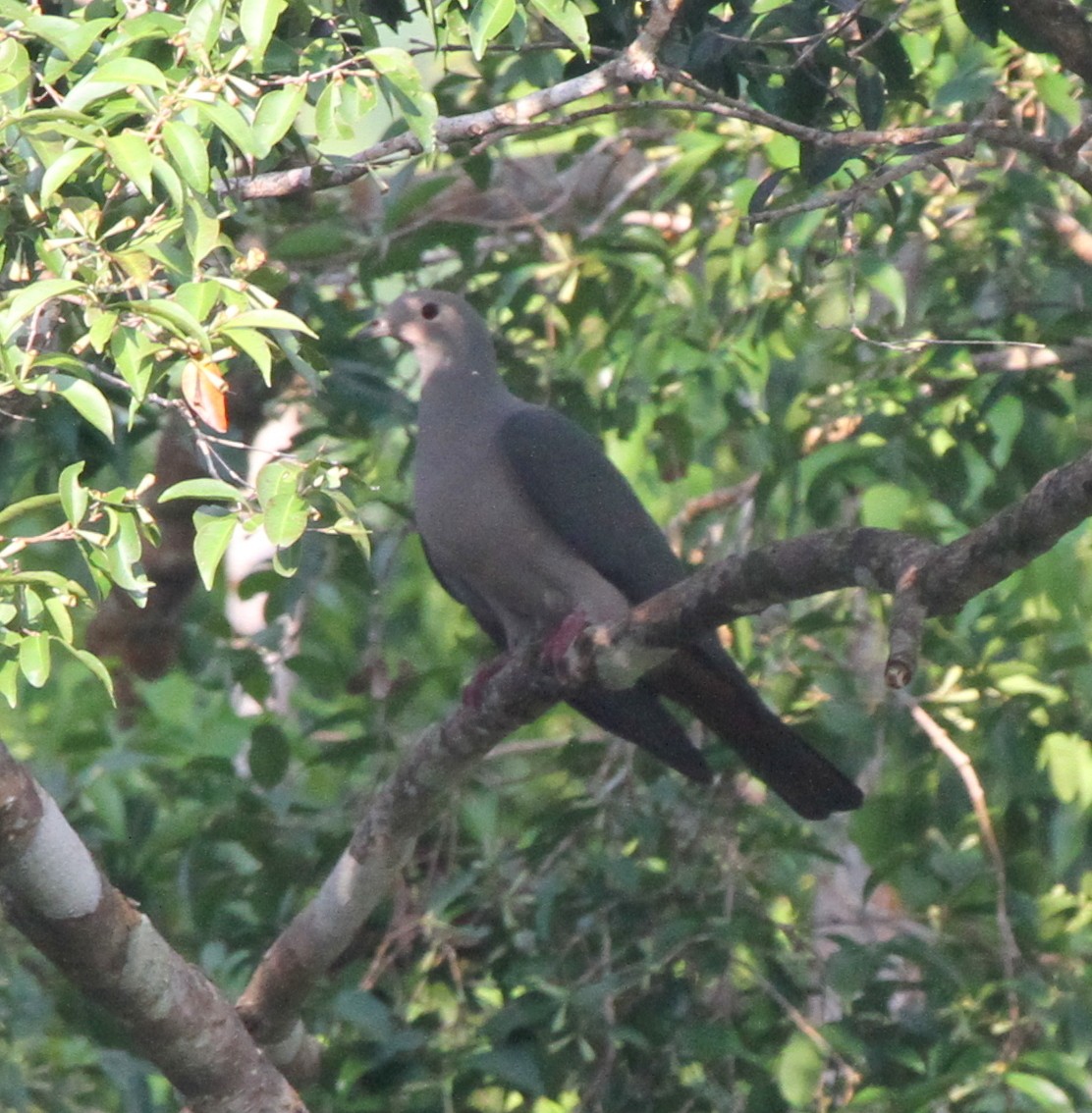 Pink-headed Imperial-Pigeon - ML164541791