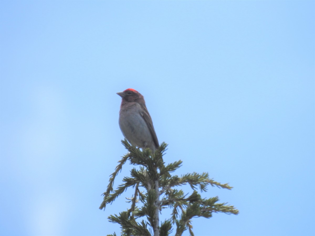 Cassin's Finch - MaryAnn Clayton