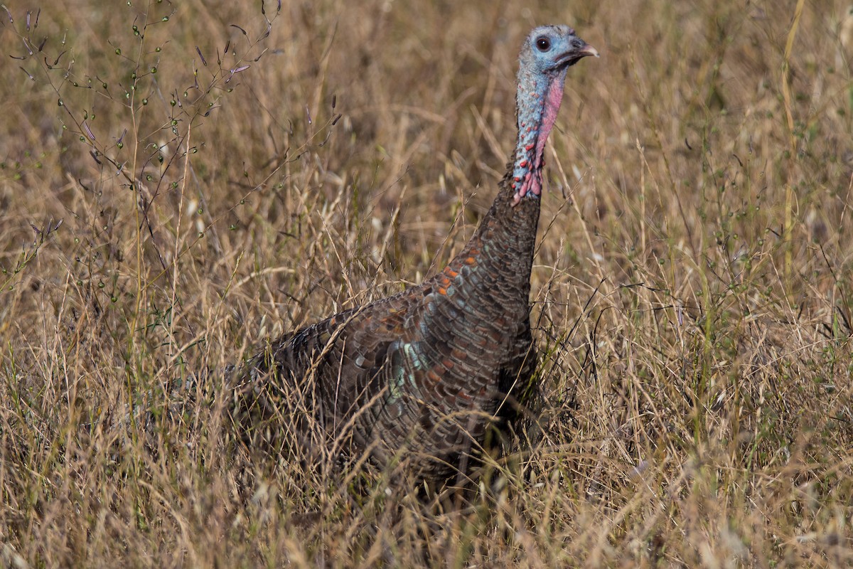 Wild Turkey - Jim Dehnert