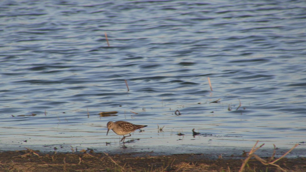 Weißbürzel-Strandläufer - ML164545601