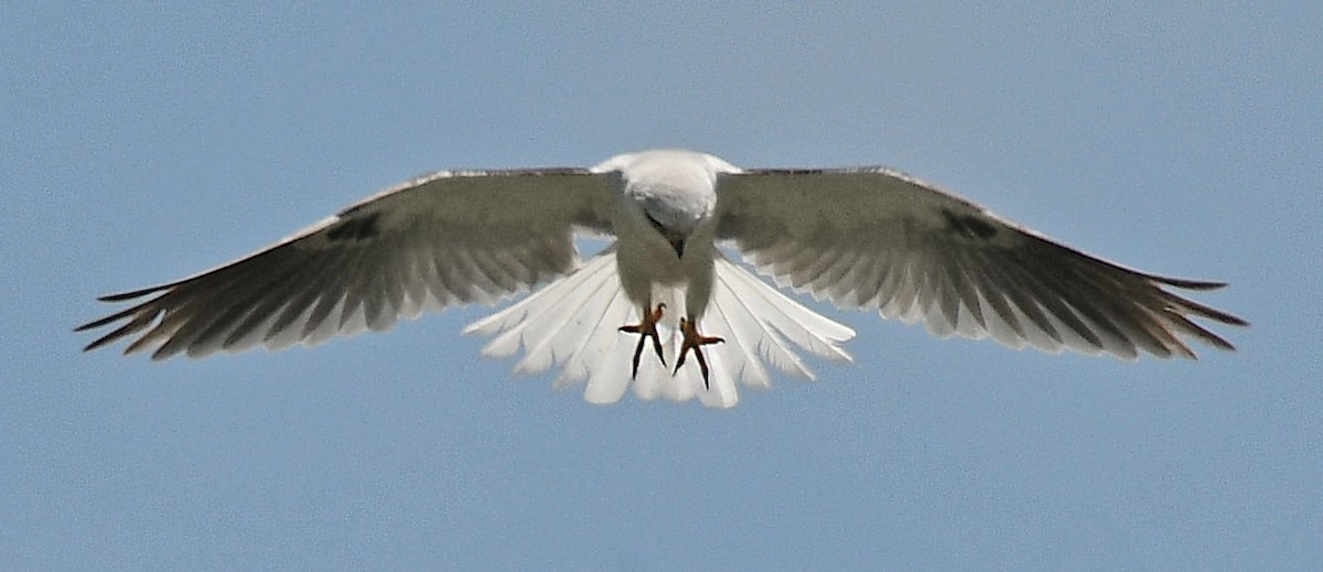 White-tailed Kite - ML164548251