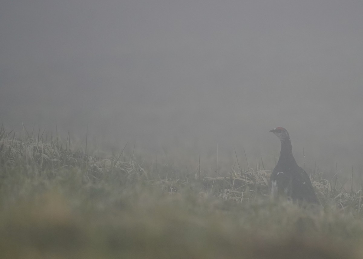 Rock Ptarmigan - ML164548401