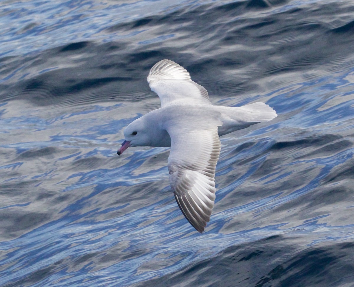 Southern Fulmar - Scott Baker