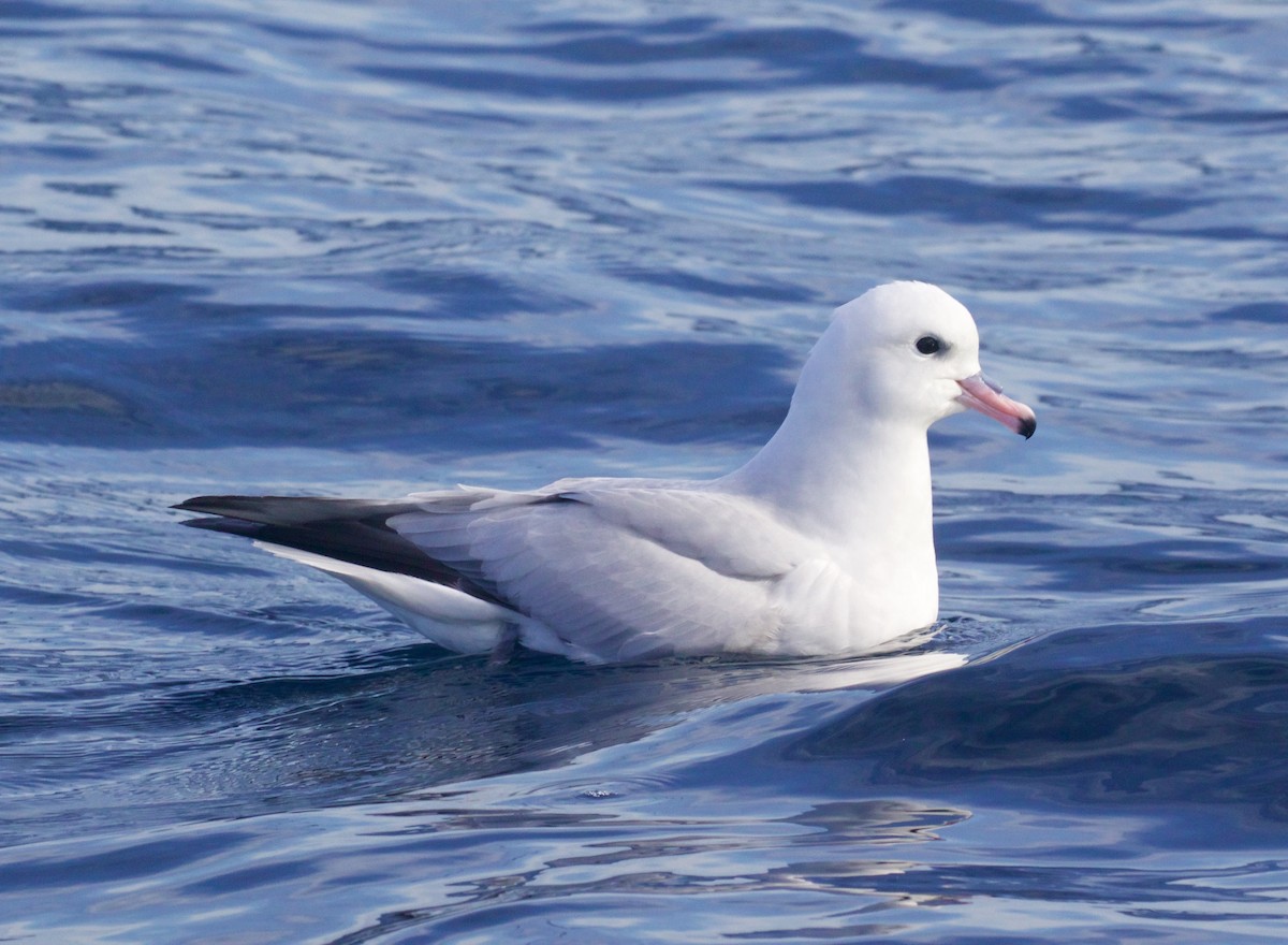 Fulmar argenté - ML164549721