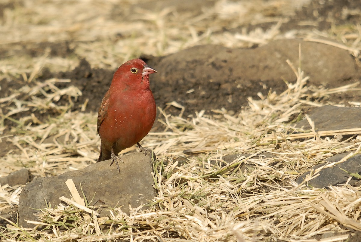 Red-billed Firefinch - ML164551491