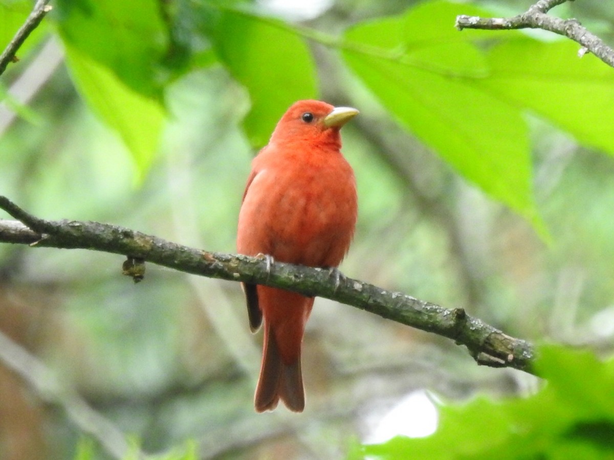 Summer Tanager - ML164552791