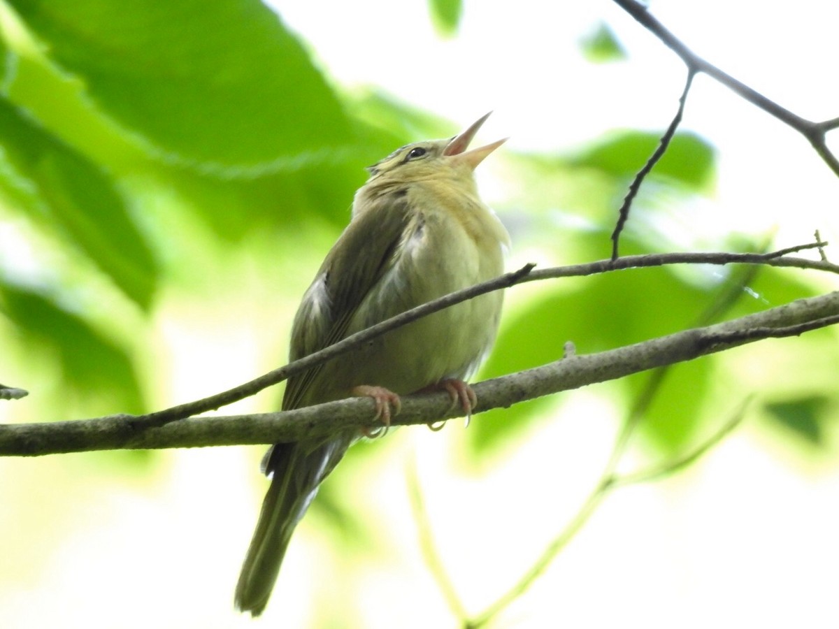 Paruline vermivore - ML164552901