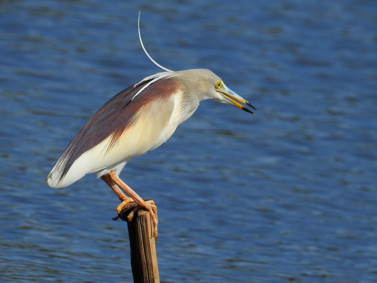 Indian Pond-Heron - Afsar Nayakkan