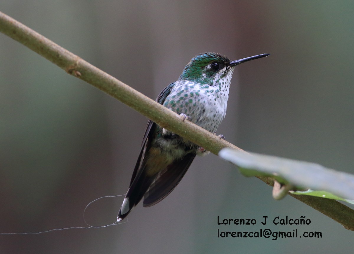 Long-tailed Sylph - ML164556961