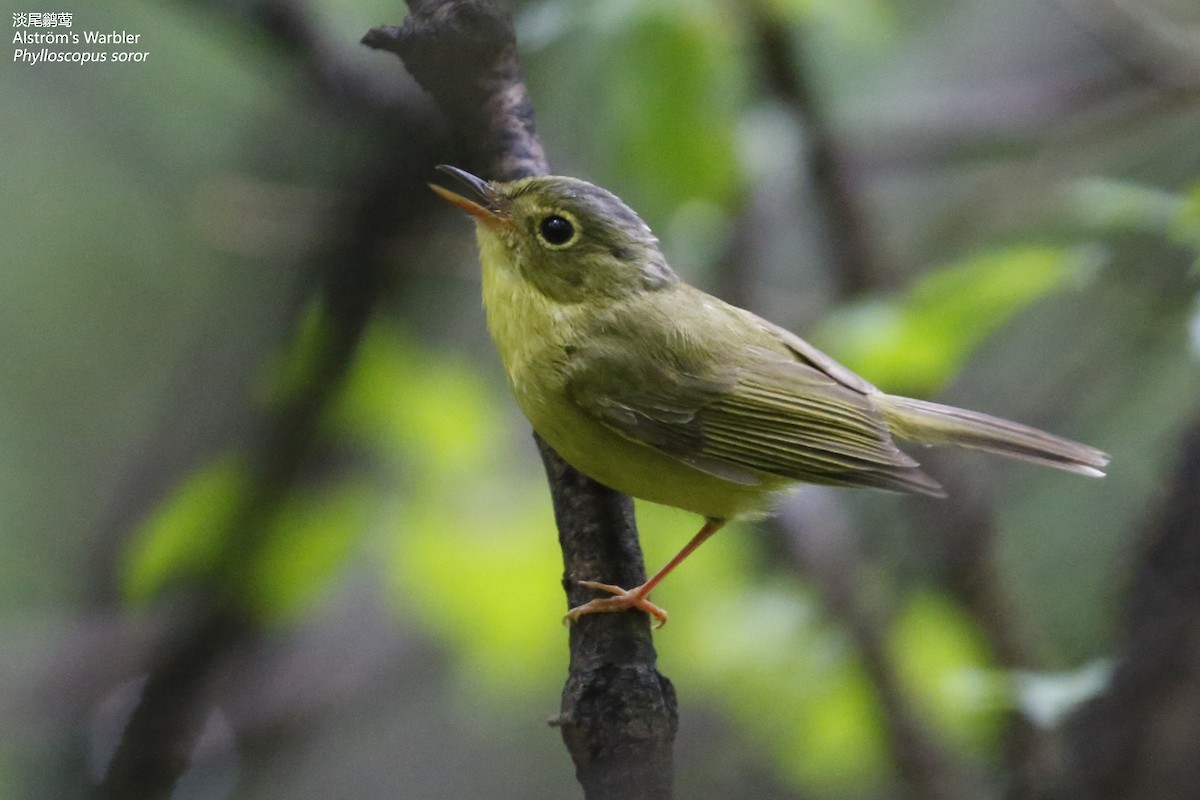 Alström's Warbler - Zhen niu