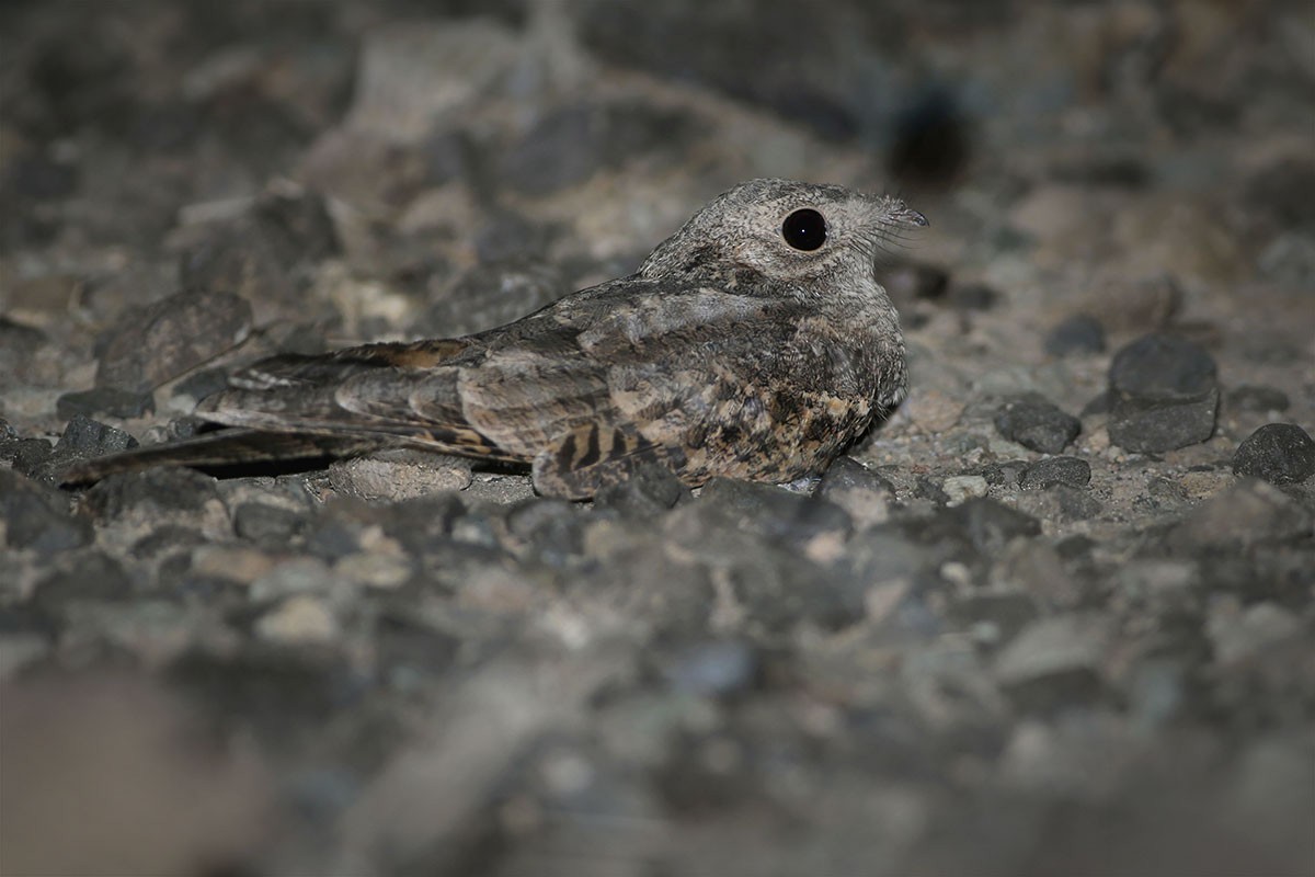 Plain Nightjar - ML164561911