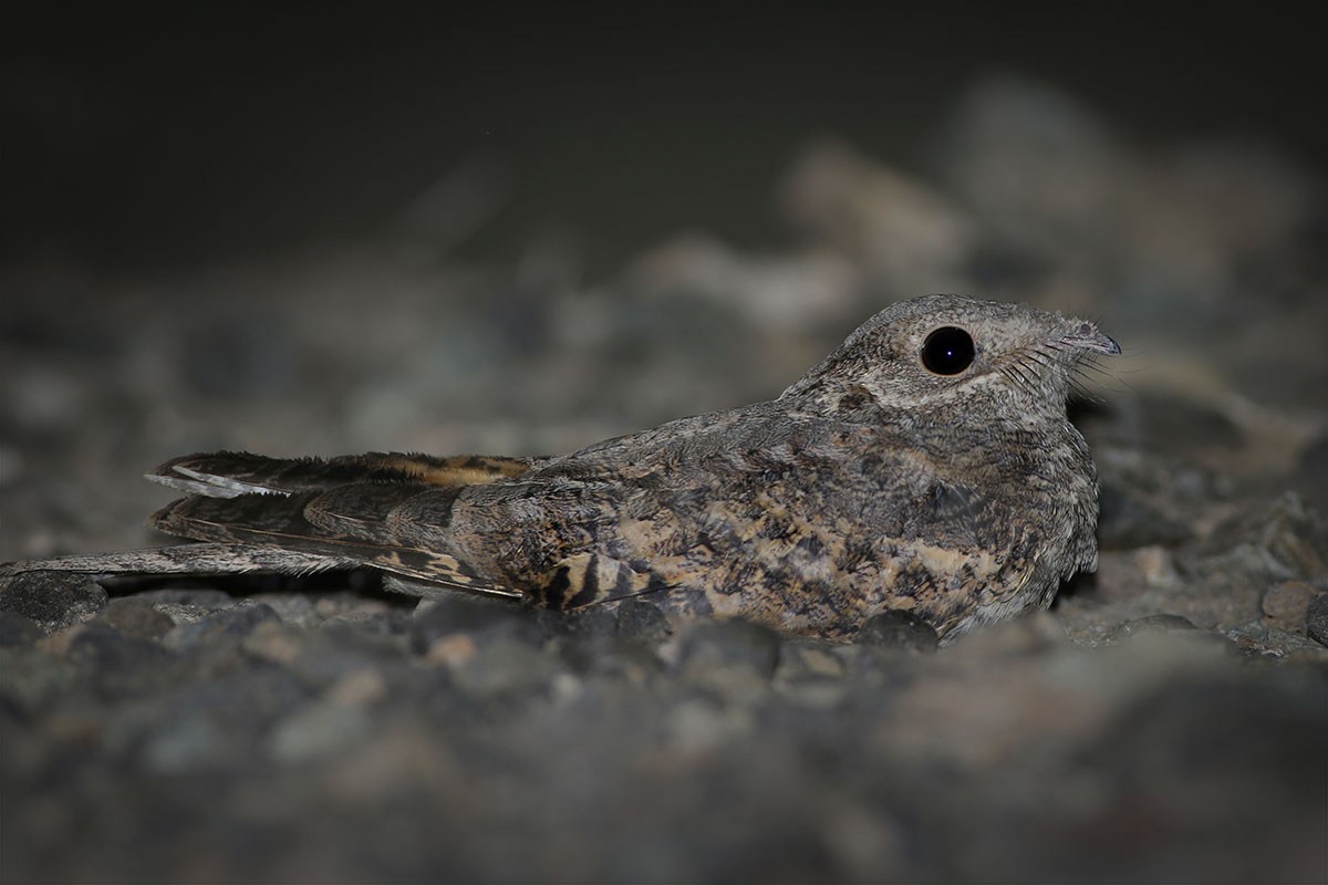 Plain Nightjar - ML164561921