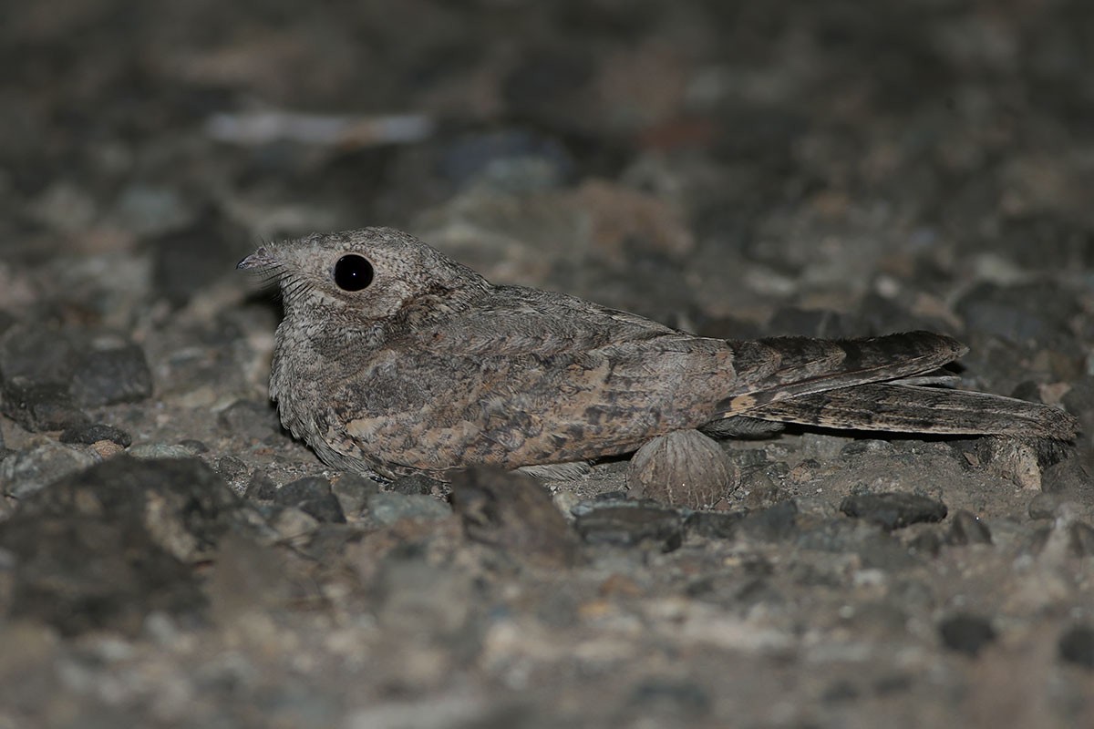 Plain Nightjar - ML164561931