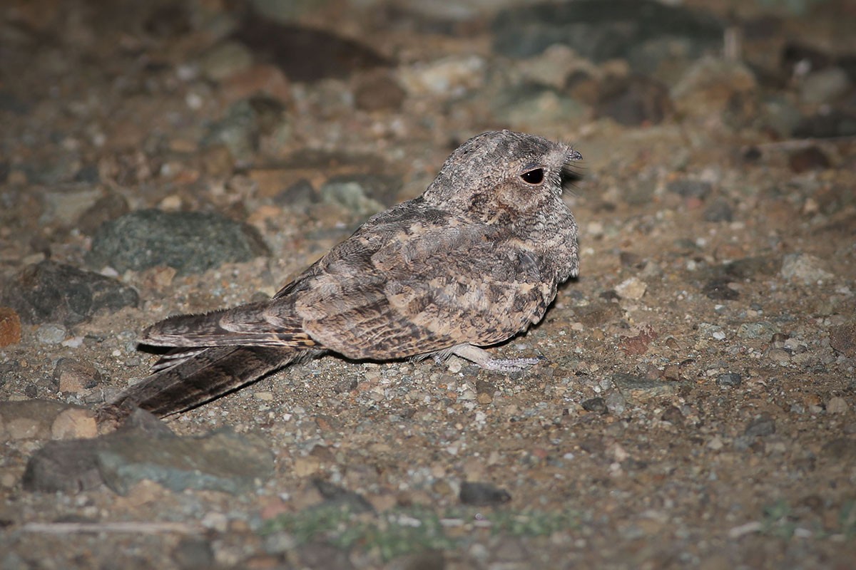 Plain Nightjar - Khalifa Al Dhaheri