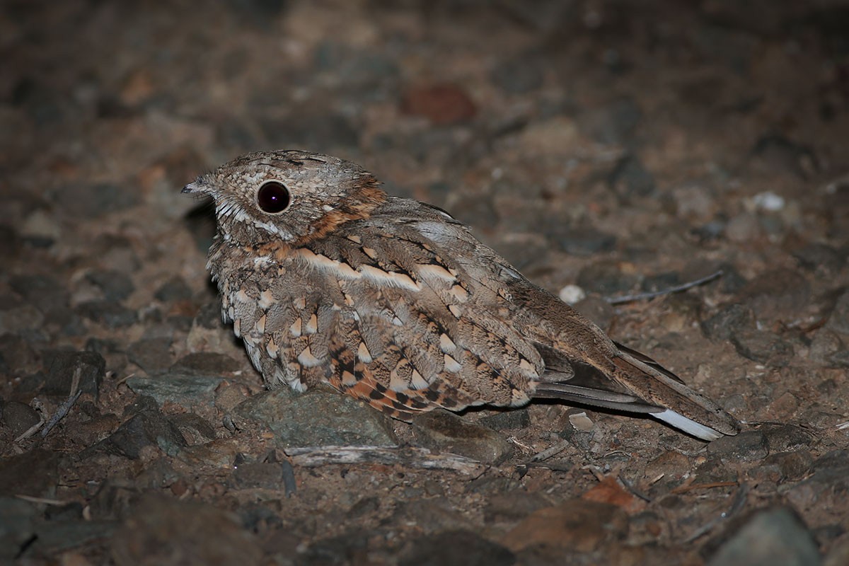 Nubian Nightjar - ML164561971