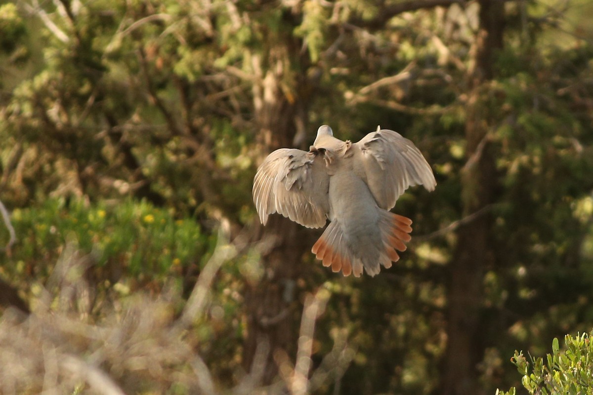 Philby's Partridge - Khalifa Al Dhaheri