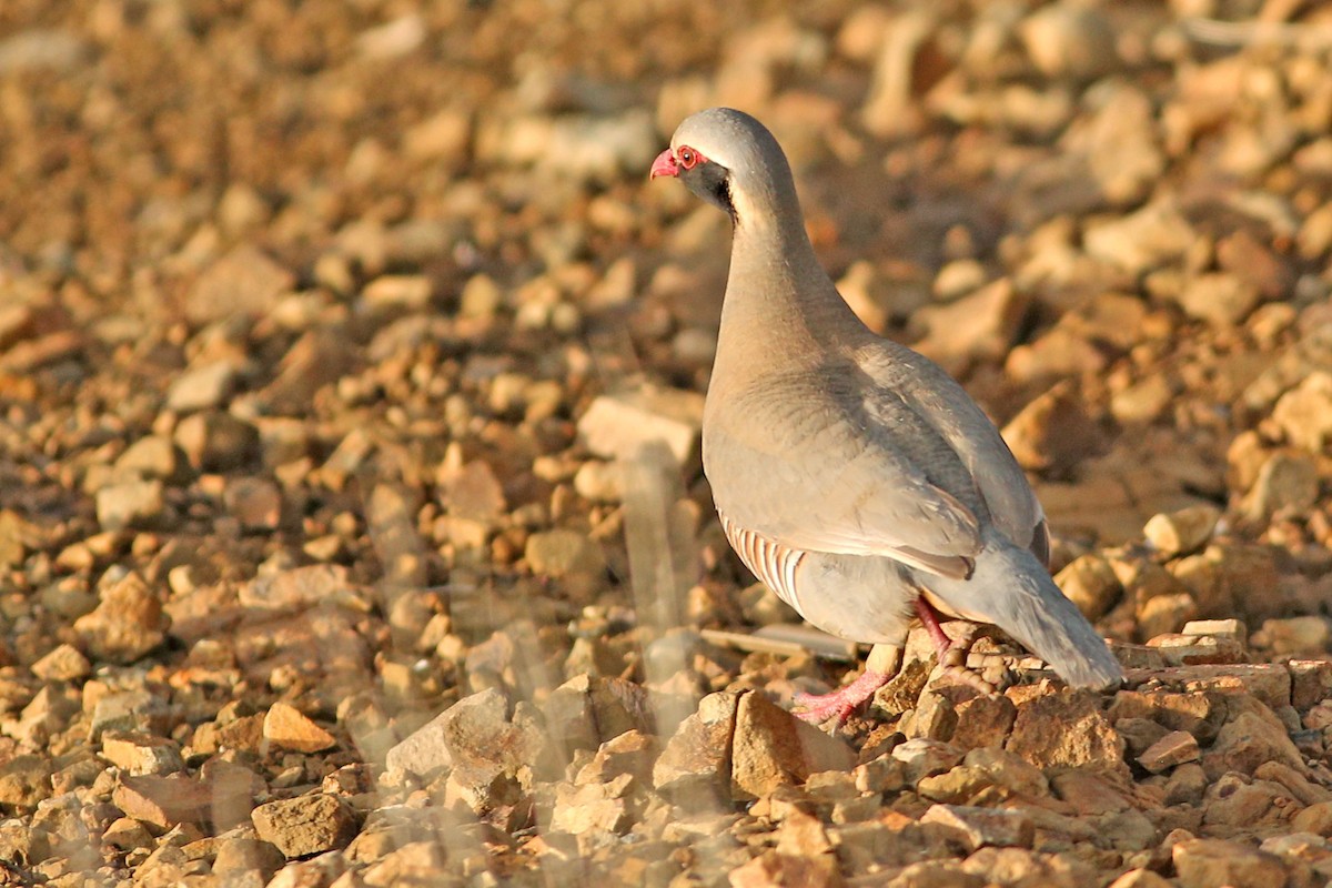 Philby's Partridge - Khalifa Al Dhaheri