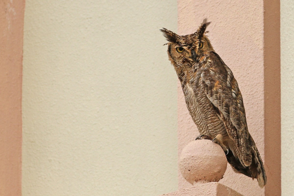 Arabian Eagle-Owl - ML164562901
