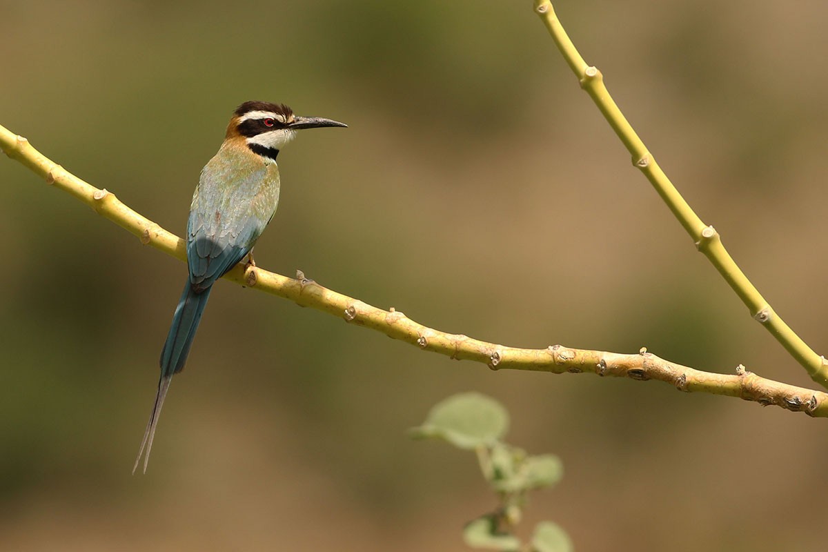 White-throated Bee-eater - Khalifa Al Dhaheri