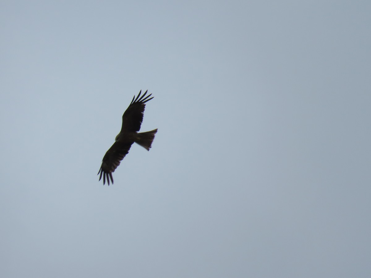 Black Kite - ML164563331