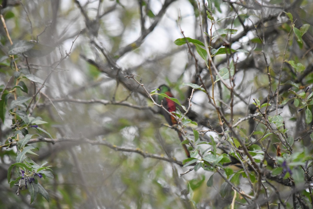 Red-tailed Comet - ML164563971