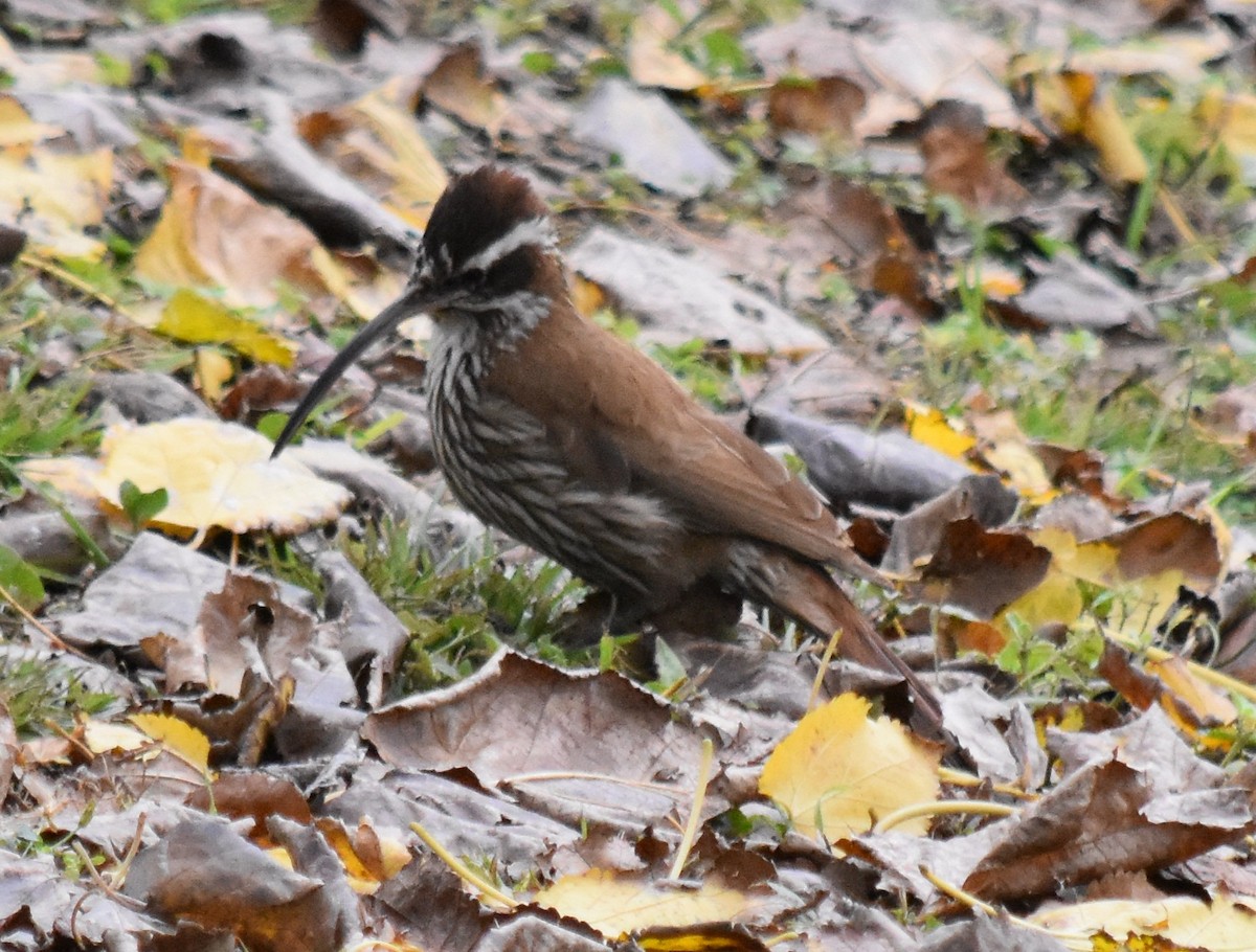 Scimitar-billed Woodcreeper - ML164564021