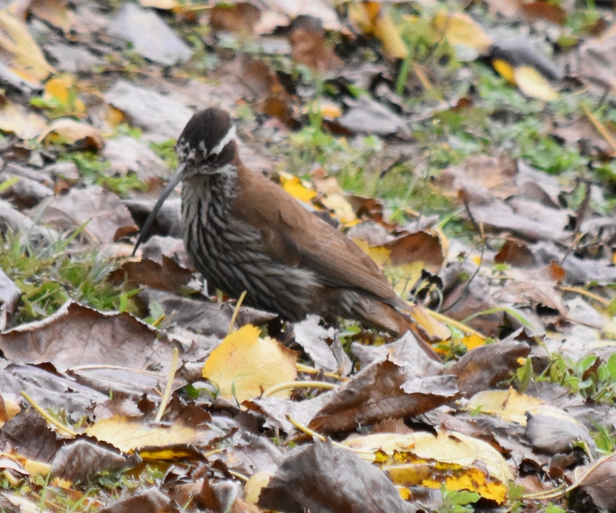 Scimitar-billed Woodcreeper - ML164564031