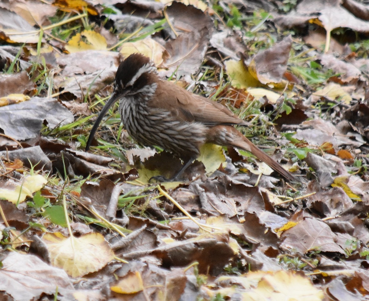 Scimitar-billed Woodcreeper - ML164564061