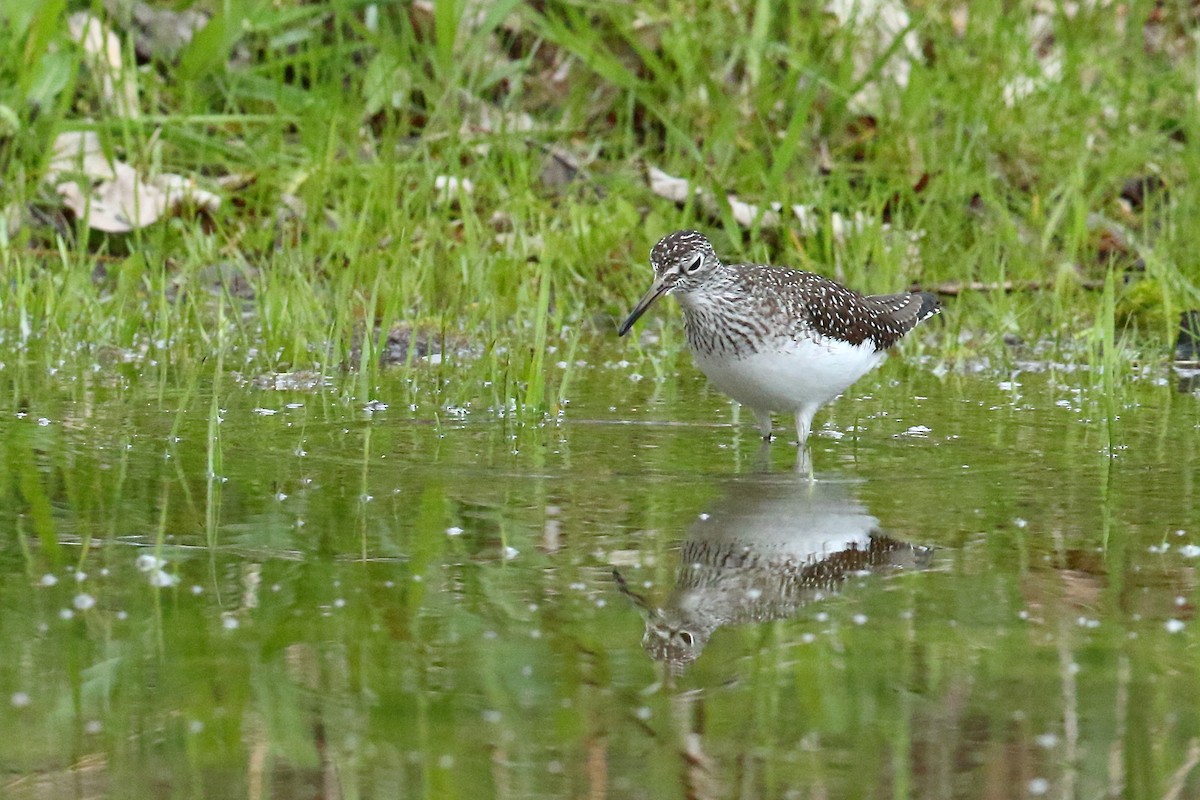 Solitary Sandpiper - André Turcot