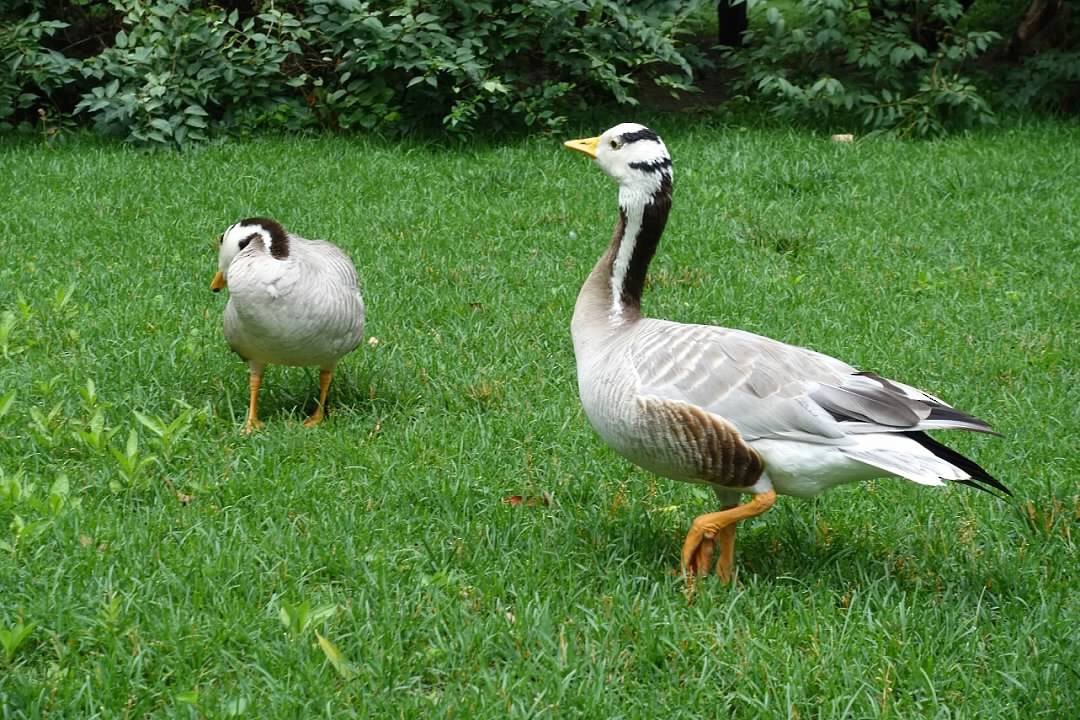 Bar-headed Goose - ML164569901