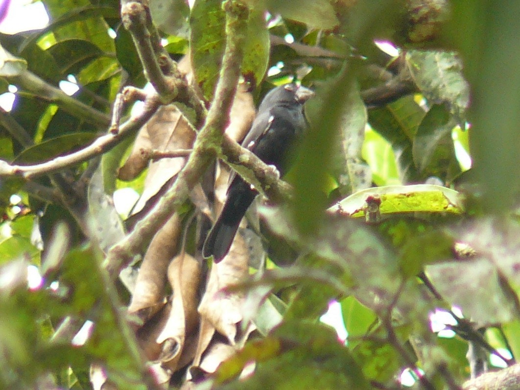 Thick-billed Seed-Finch - Matthew Douglas Gable