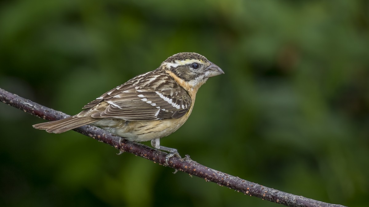 Cardinal à tête noire - ML164570411