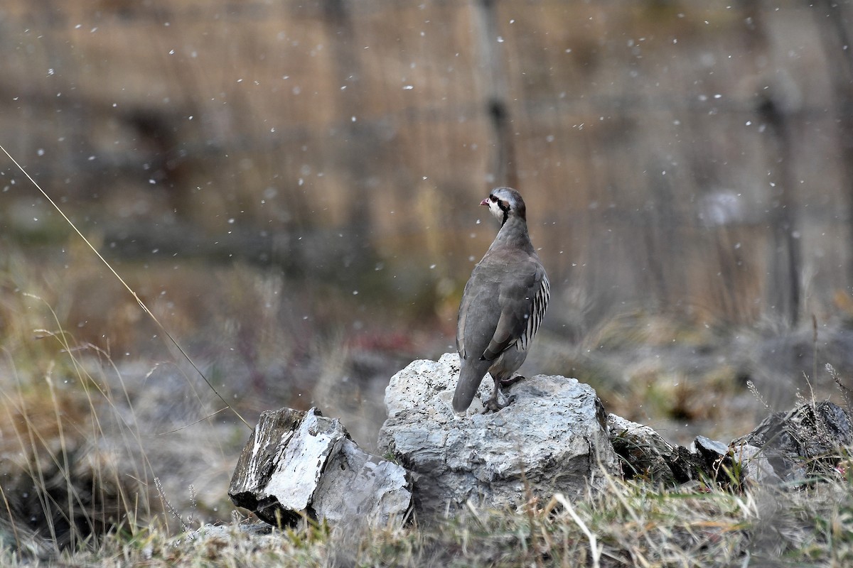 Chukar - ML164570681