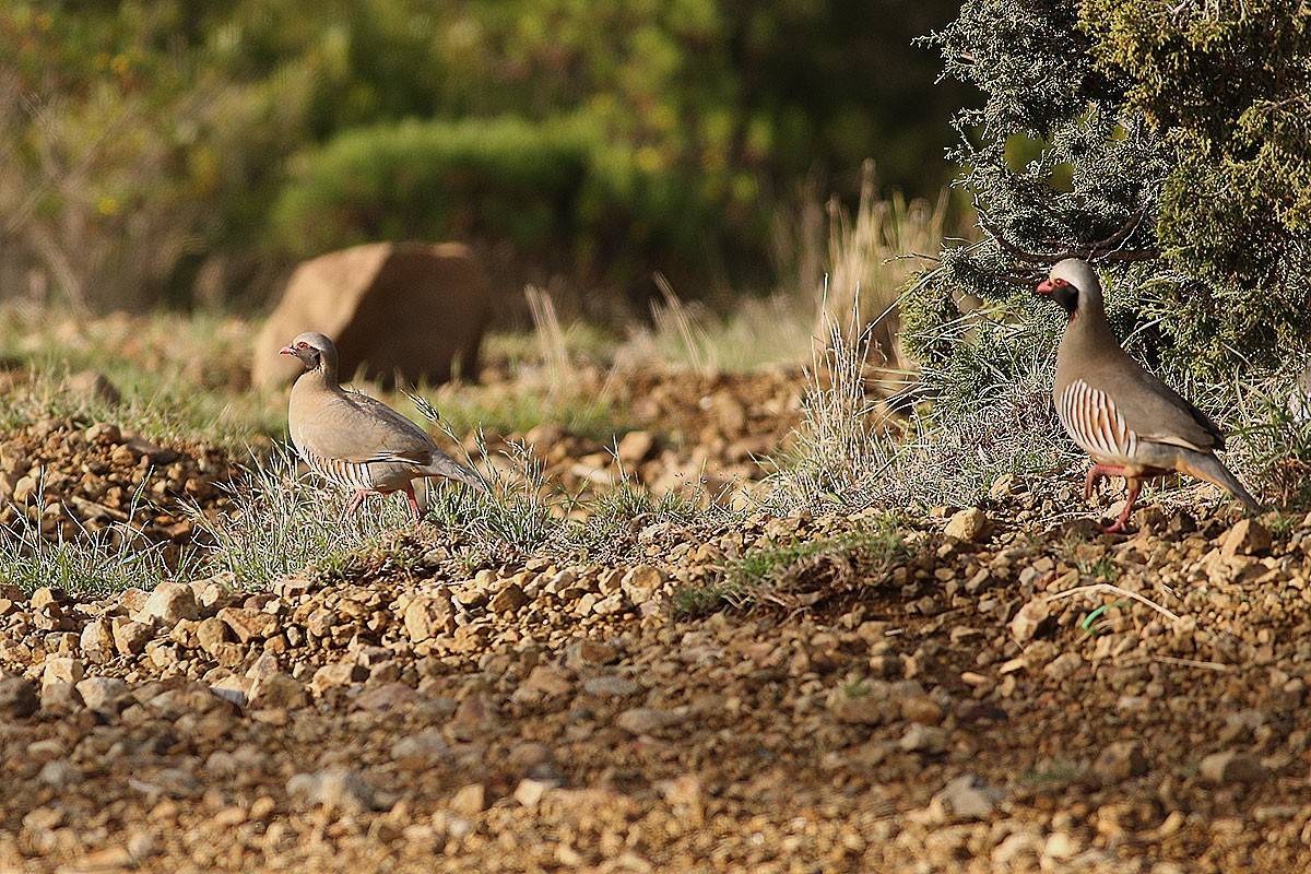 Philby's Partridge - ML164570911