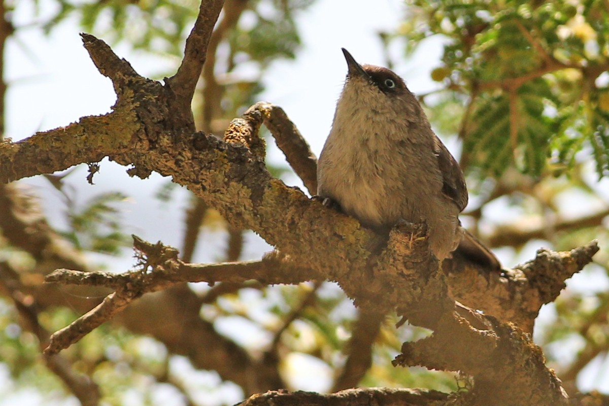 Yemen Warbler - ML164570971