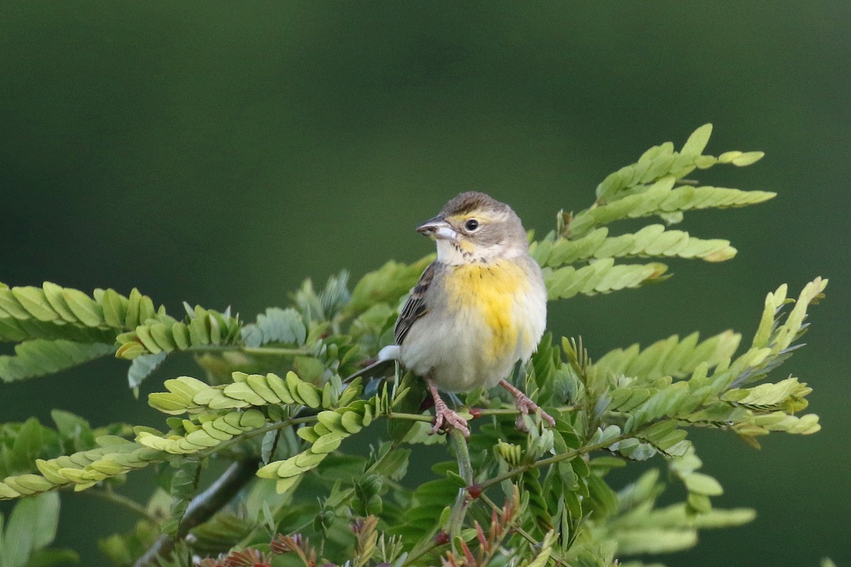 Dickcissel - ML164575681