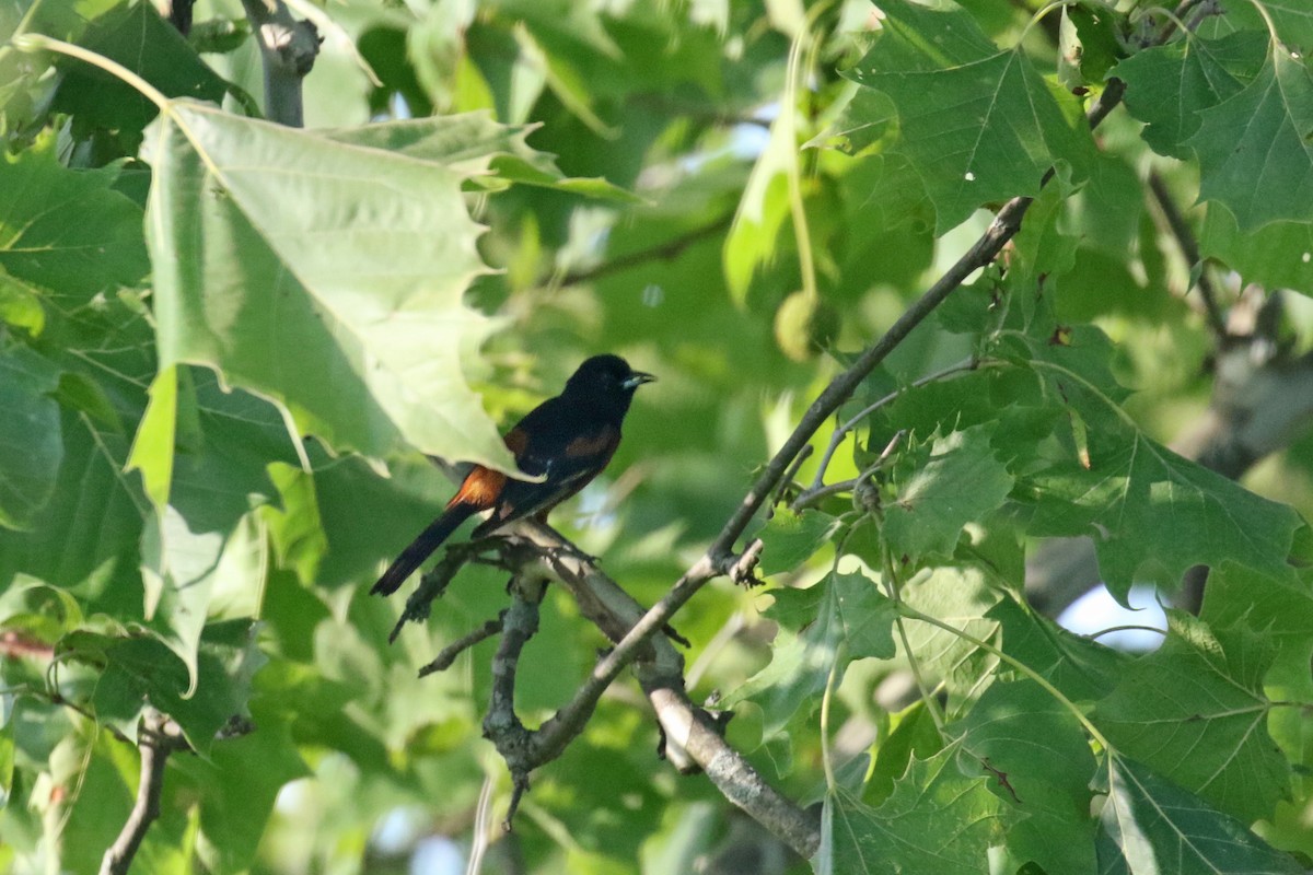 Orchard Oriole - ML164575701