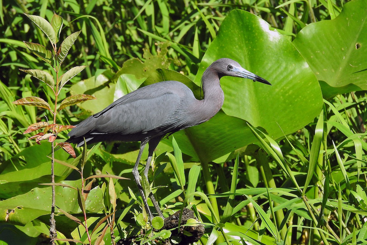 Little Blue Heron - ML164576271