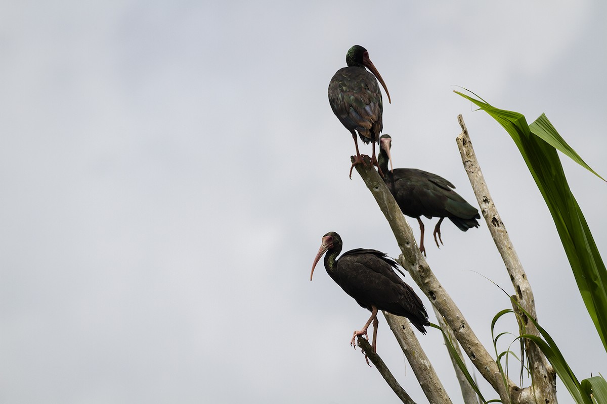 Bare-faced Ibis - javier  mesa