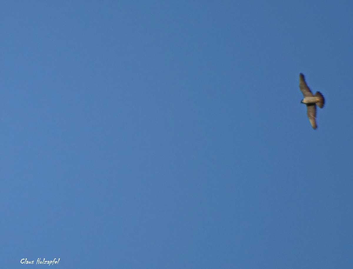 Peregrine Falcon - ML164577431