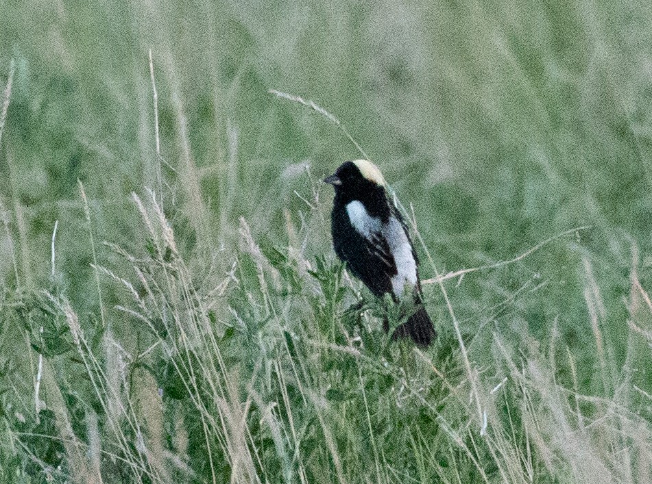 Bobolink - ML164577811