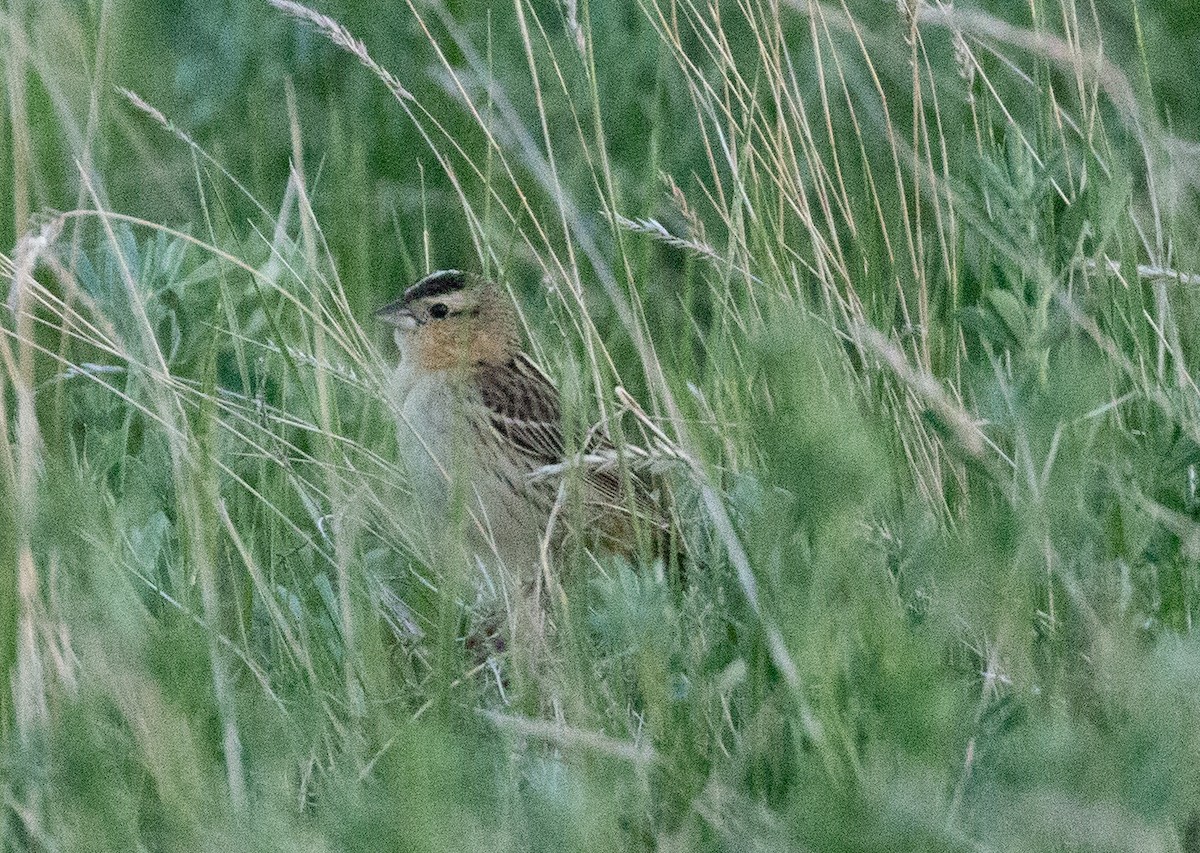Bobolink - ML164577821