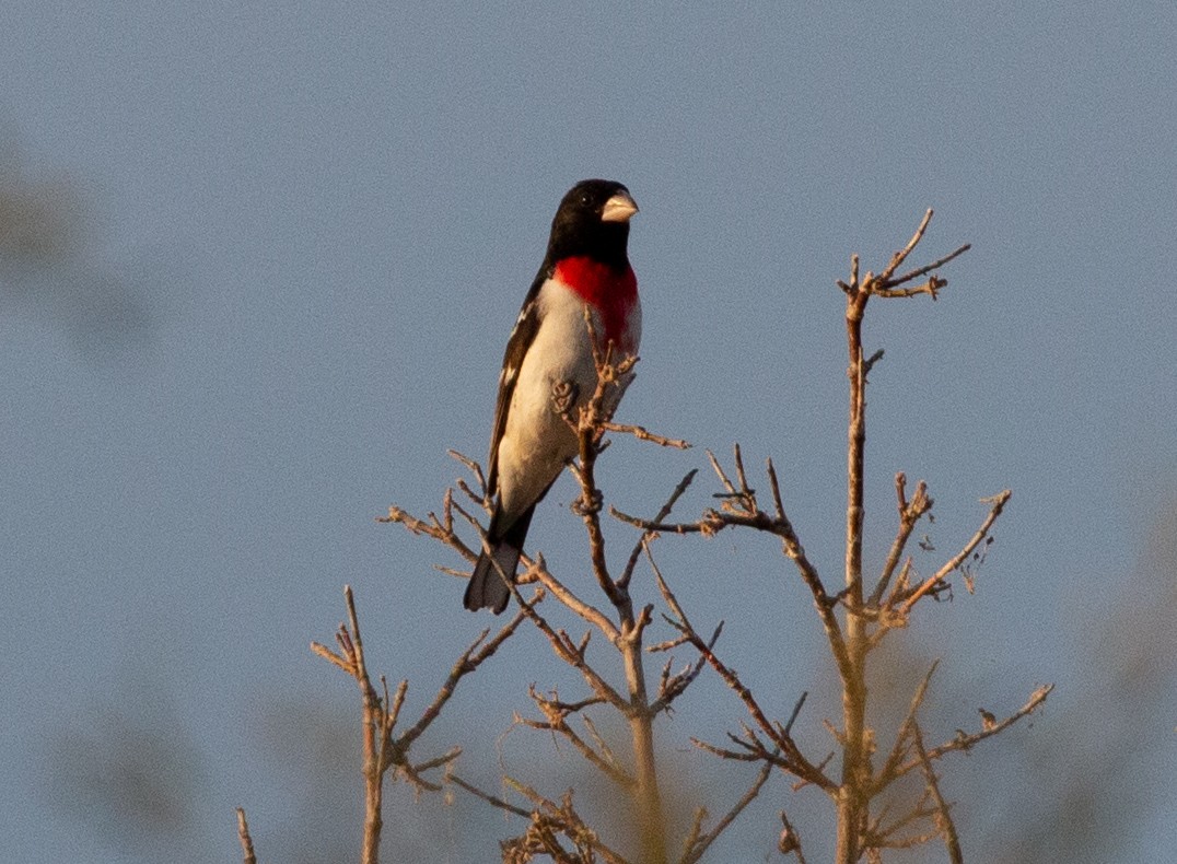 Rose-breasted Grosbeak - ML164577871