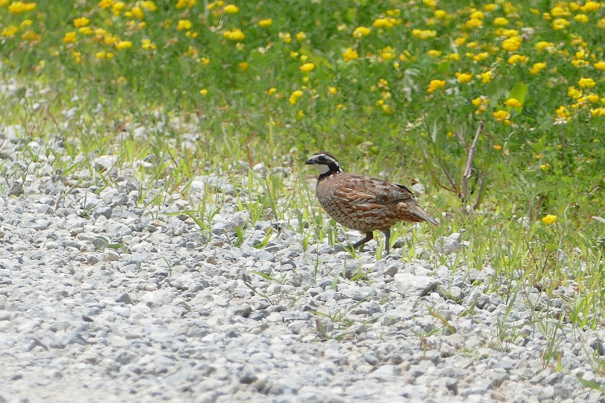 Northern Bobwhite - James Muller