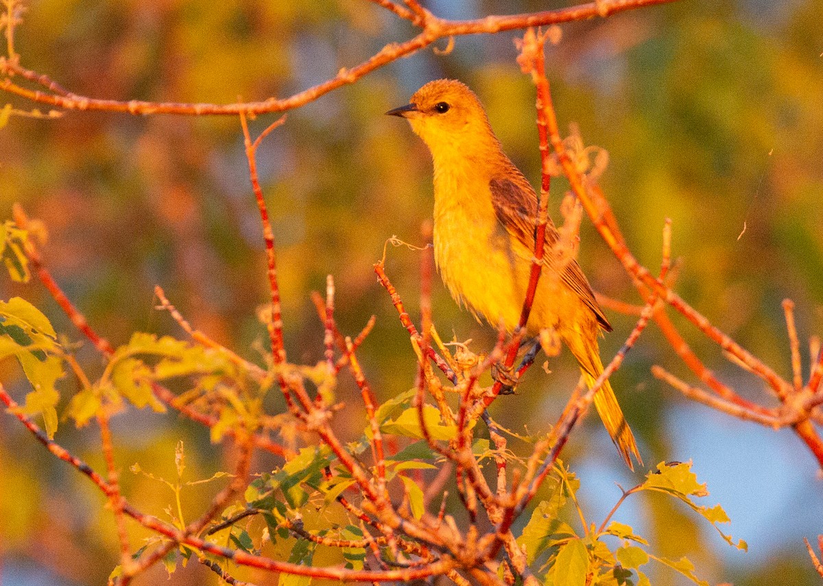 Orchard Oriole - ML164577901