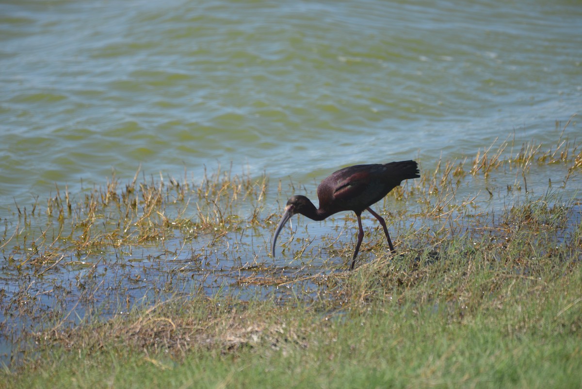 White-faced Ibis - Spencer Vanderhoof